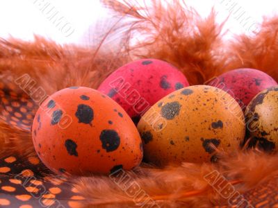 colorful quail eggs