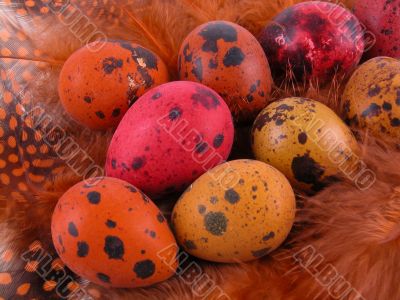 colorful quail eggs