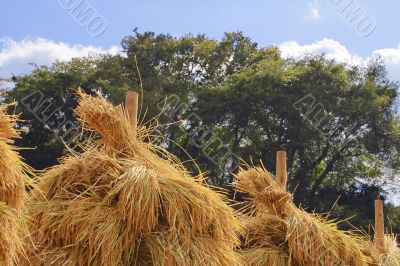 Top of some rice stacks-detail