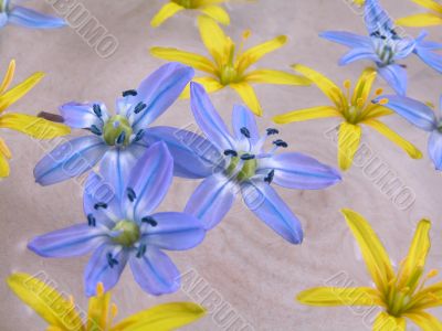 floating spring flowers