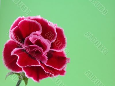 carnation