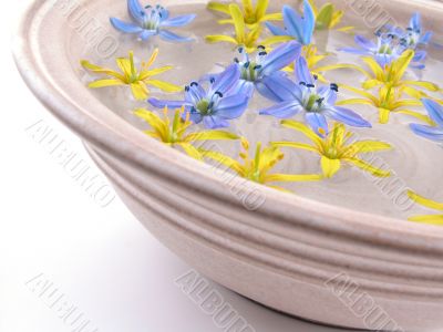 floating spring flowers