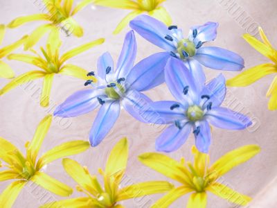 floating spring flowers