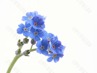forget-me-nots