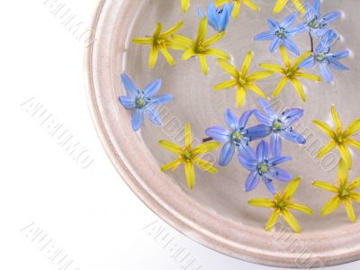 floating spring flowers