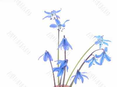 Scilla sibirica