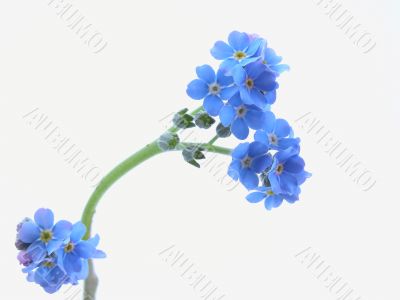 forget-me-not