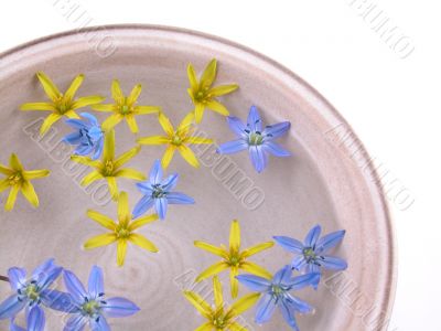floating spring flowers