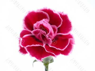 carnation