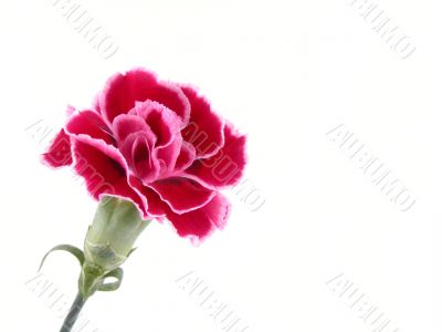 carnation