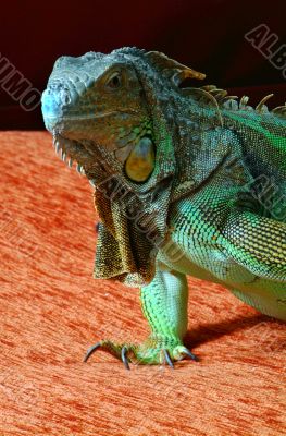 iguana