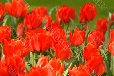 tulips