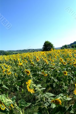 sunflowers