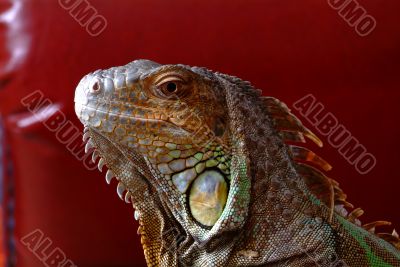 iguana