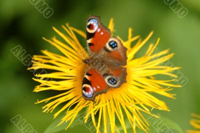 butterfly