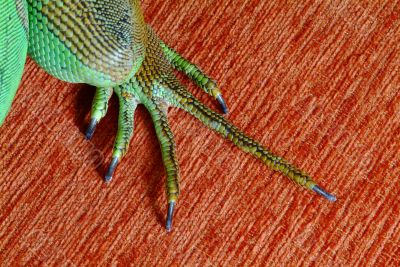 iguana