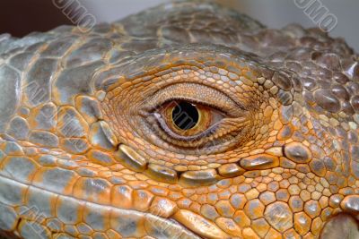 iguana