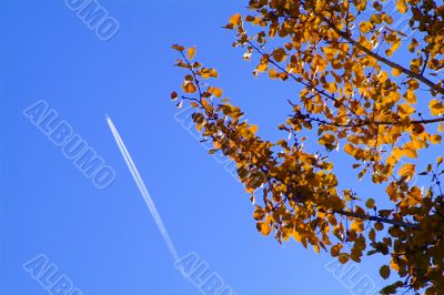 tree with airplane