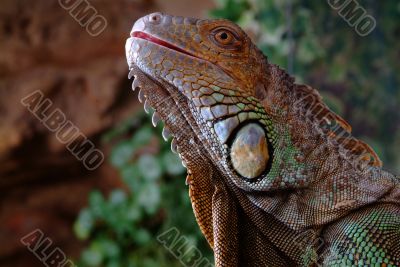 iguana