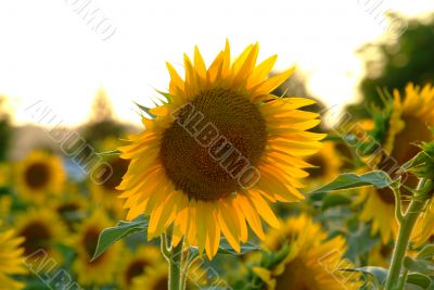sunflowers