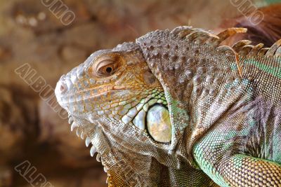 iguana