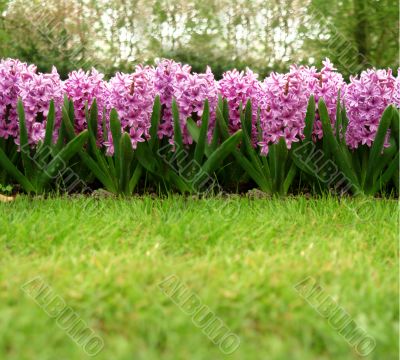 hyacinth