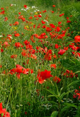 poppies