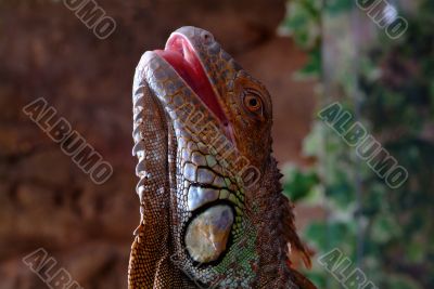 iguana