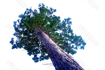 sequoia