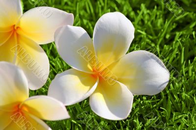 Plumeria on the Grass