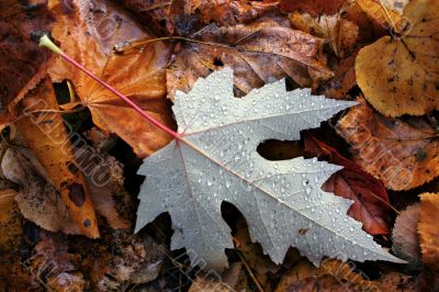autumn dripped sheet