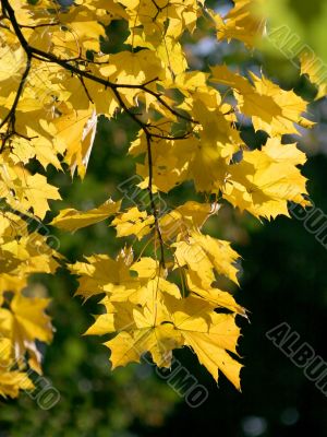 autumn branch maple with yellow sheet