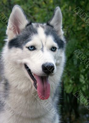 dog with blue eyes