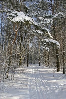 winter wood