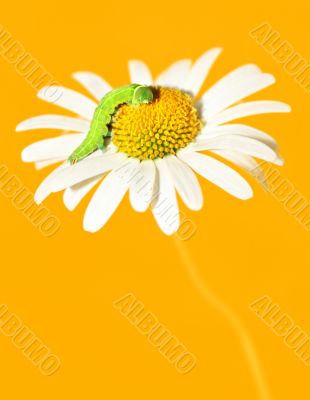 daisywheel with green caterpillar