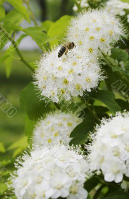 spring functioning the bee