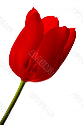 tulip from garden on the white background