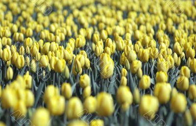 red tulips in the garden