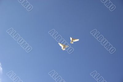 two flying dove