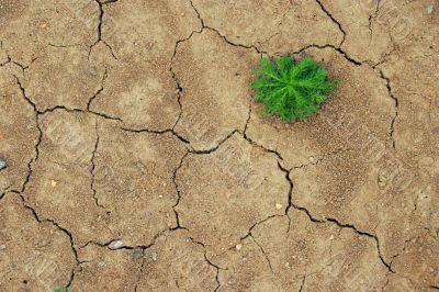 plant without whater