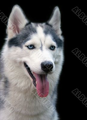 dog with blue eyes