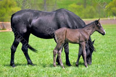 horse with foal