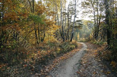 timber road by autumn