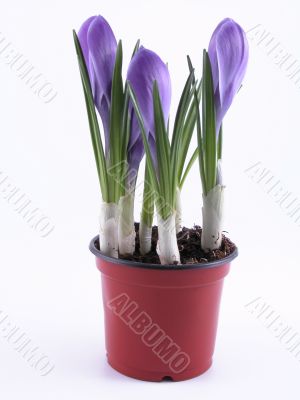 crocuses - buds