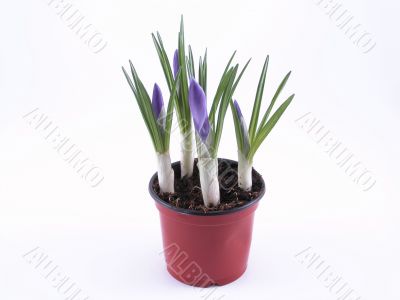 crocuses - buds