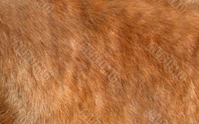 brown fur