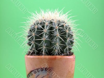 grussoni cactus