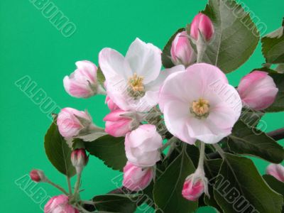 wild apple blossom