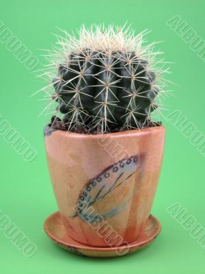 grussoni cactus