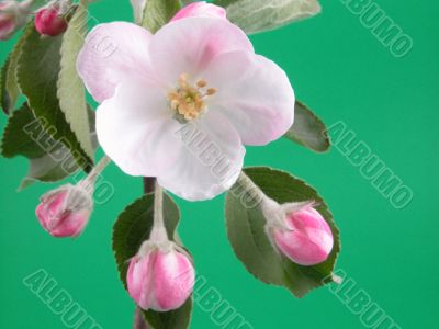wild apple blossom